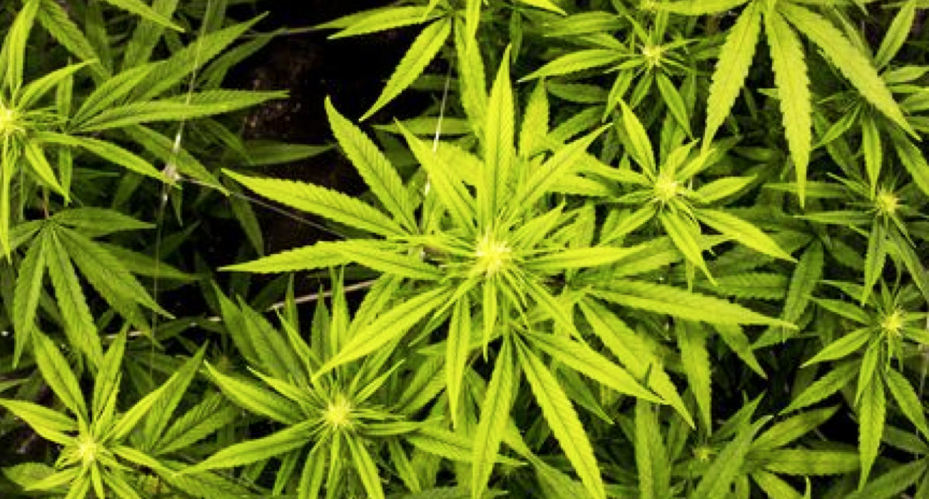 Recreational cannabis legalization is moving ahead in Rhode Island.